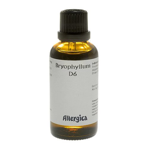 Bryophyllum D6